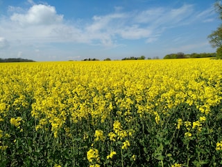 Vakantieappartement Sellin Omgeving 20