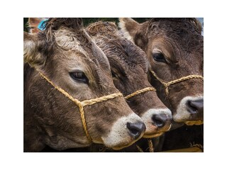 Apartamento de vacaciones Oberstdorf Entorno 15
