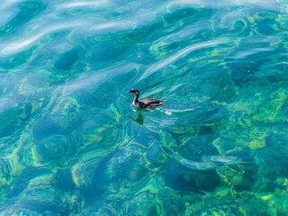 Appartamento Molunat  18