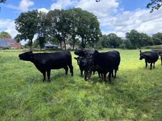 Appartamento Firrel Ambiente 28