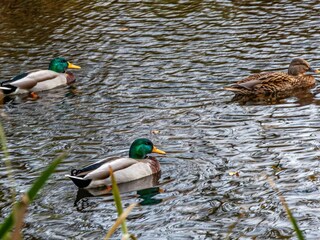 Vakantiehuis Marielyst  9