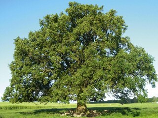 Casa de vacaciones Alt Schwerin Entorno 17