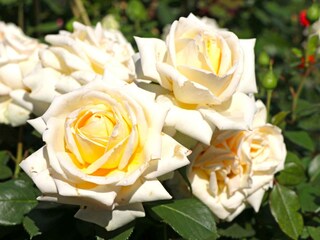 Appartement Deudesfeld  25