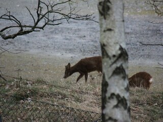 Apartment Goslar  29