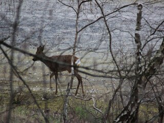 Appartamento Goslar  30