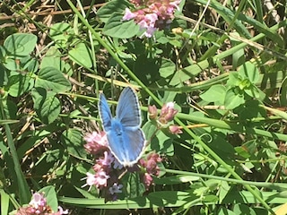 Flora und Fauna am Kaiserstuhl