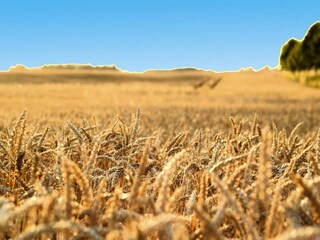 Vakantiehuis Oberuckersee Omgeving 23