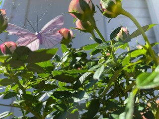 Ferienhaus Grohed  15