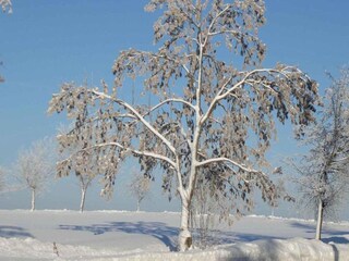 Maison de vacances Neudorf (Harz) Environnement 32
