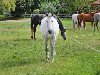 Maison de vacances Zudar  15