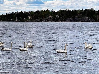 Vakantiehuis Ingarö  10