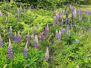 Vakantiehuis Ingarö  13