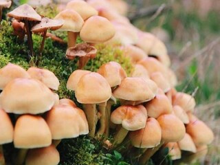 Chalet Bonheiden Registrazione all'aperto 5