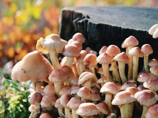 Chalet Bonheiden Außenaufnahme 7