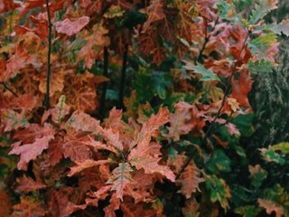 Chalet Bonheiden Buitenaudio-opname 9