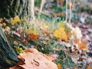 Chalet Bonheiden Grabación al aire libre 4