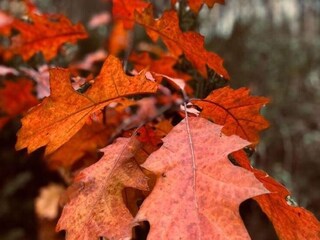 Chalet Bonheiden  27