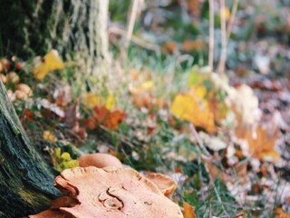 Chalet Bonheiden  29