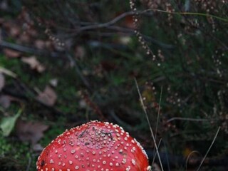 Chalet Bonheiden  30