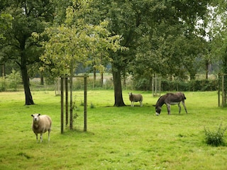 Vakantiehuis Beernem Buitenaudio-opname 7