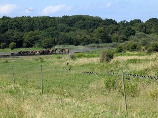 Maison de vacances Bagenkop  52