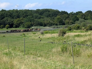 Holiday house Bagenkop  17