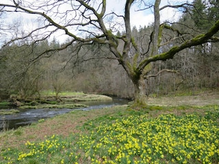 Apartment Bütgenbach Environment 29