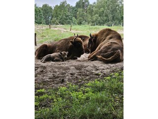 Wildwest in MeckPomm: Wisentgehege in Jabel