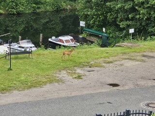 Wilder Besuch vor der Haustür - bei uns an der Elde