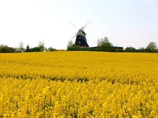 Take a walk through the endless rapeseed fields