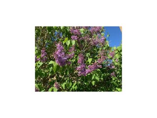 Vakantiehuis Luhme Buitenaudio-opname 4
