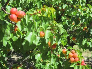 Casa per le vacanze Malaucène Ambiente 25