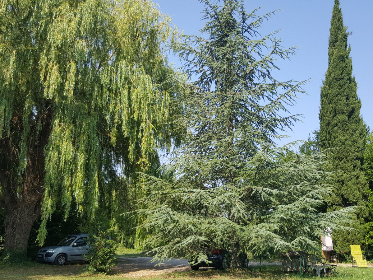 Grosser schattiger Parkplatz (Trauerweiden + Zeder)