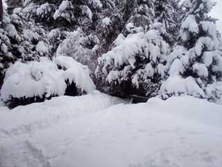 Winter in the garden southside