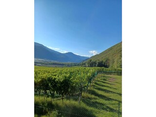 Traumhafte Weinberge im Etschtal