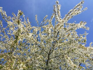 Appartamento per vacanze Bodman-Ludwigshafen Registrazione all'aperto 7