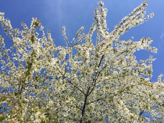 Blühende Bäume neben dem Haus