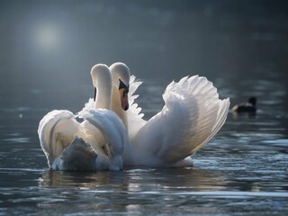 Appartamento per vacanze Bodman-Ludwigshafen Ambiente 36