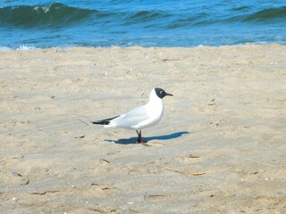 Apartamento Boltenhagen Entorno 14