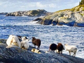 Vakantiehuis Bøvågen  8