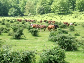 Vakantiehuis Selci Omgeving 36