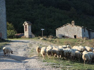 Vakantieappartement Montone Omgeving 28