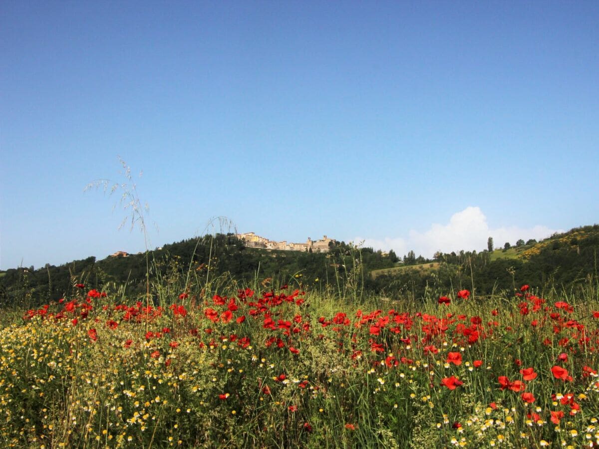 Montone im Frühling