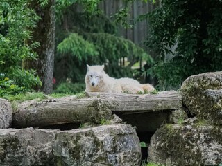 Apartment Abreschviller Umgebung 36