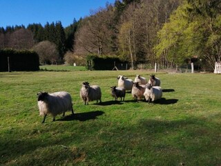 Appartement Abreschviller Environnement 28