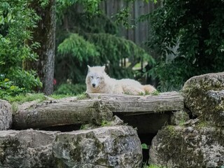 Appartement Abreschviller Environnement 34