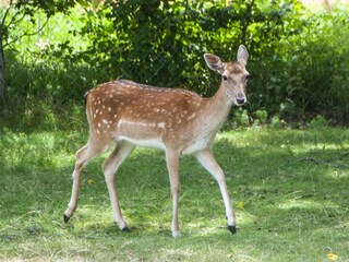 Casa per le vacanze Žminj Registrazione all'aperto 14