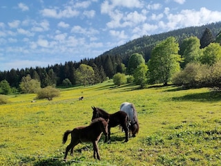 Ferienhaus Oberschönau Außenaufnahme 23