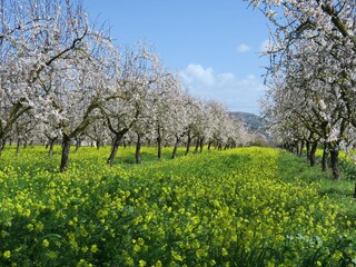 Casale Pollensa Ambiente 26