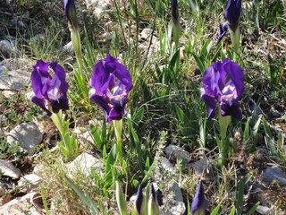 Wild dwarf Iris